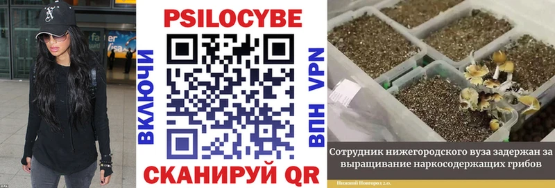 купить наркотики сайты  Белореченск  Псилоцибиновые грибы Cubensis 